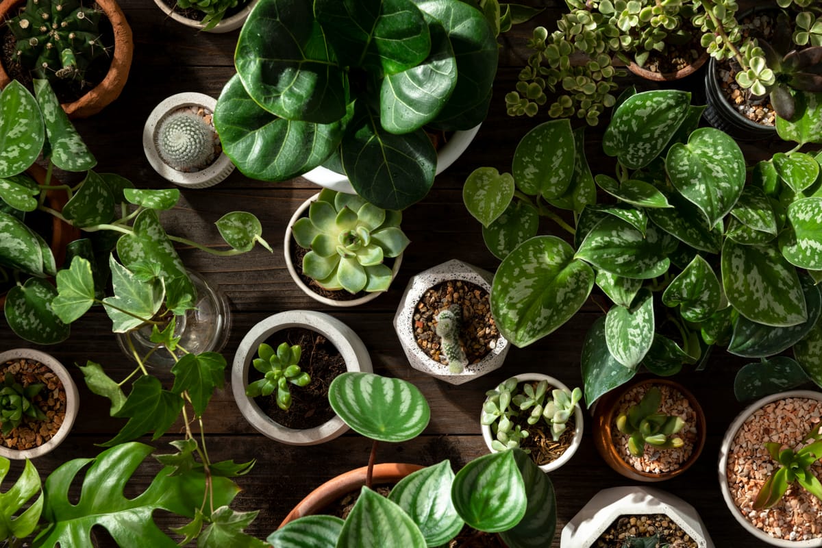 Can indoor plants tell you how healthy your environment is?